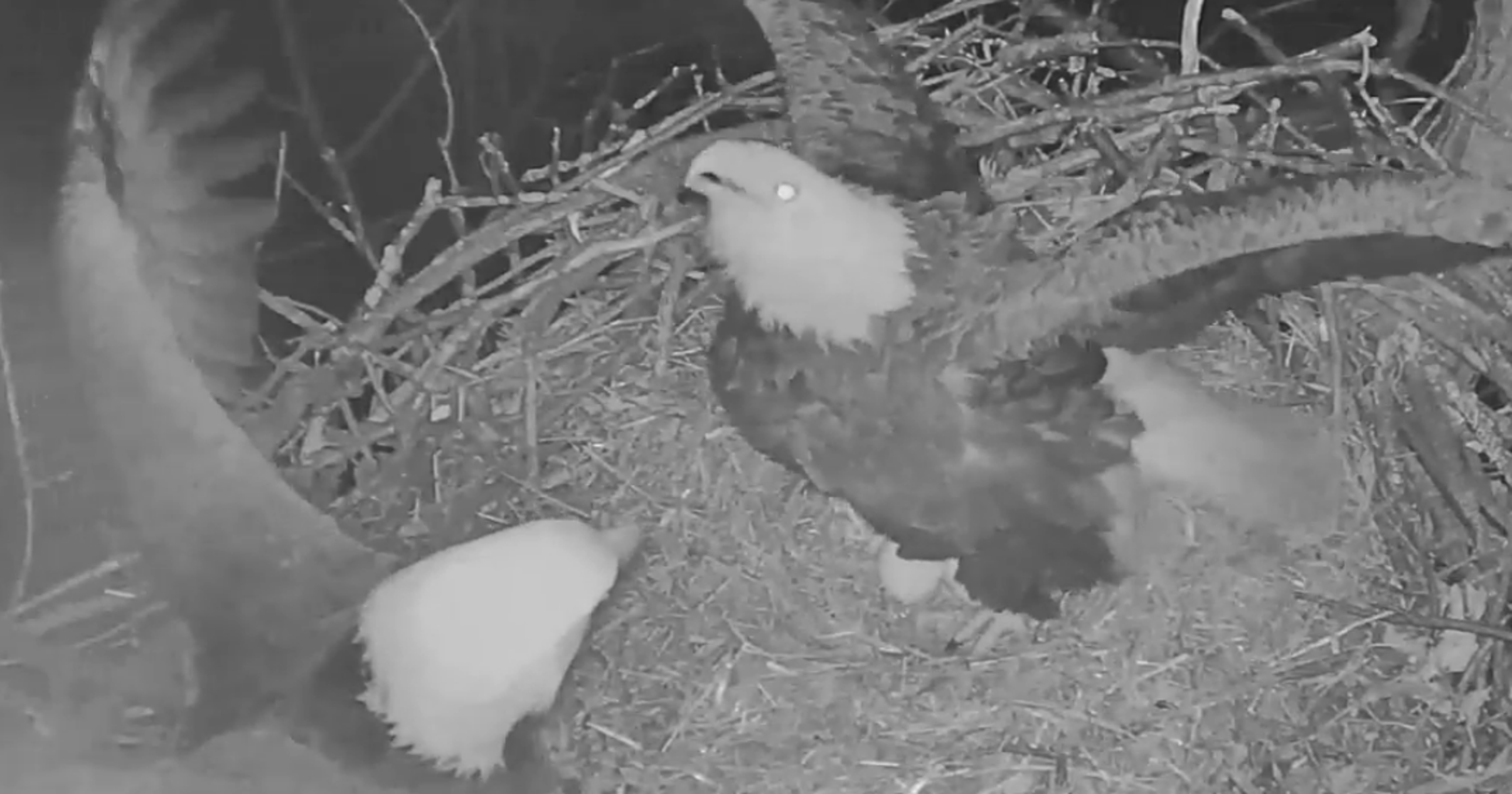Hanover eagle cam shows apparent ‘intruder’ at Pennsylvania nest
