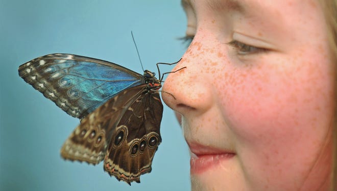"Flutter Zone," a walkthrough butterfly encounter featuring beautiful exotic tropical butterflies, is at the Maritime Aquarium at Norwalk.