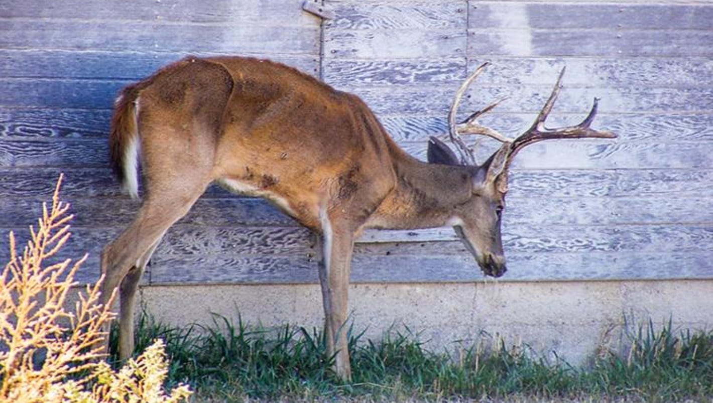 Testing deer for chronic wasting disease is mandatory in 25 Missouri counties this weekend