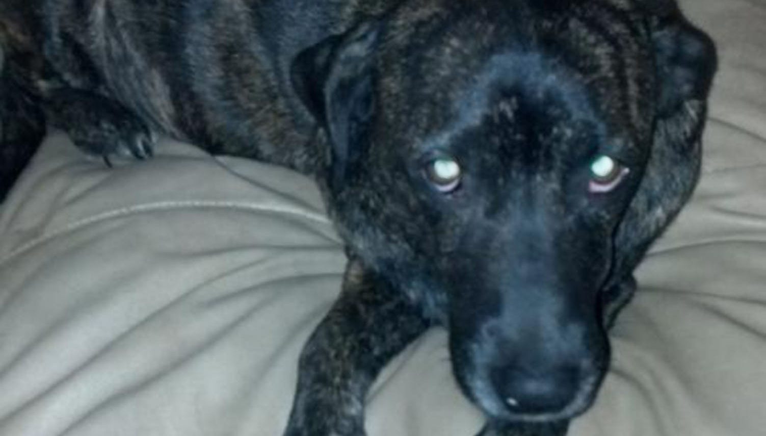 Pet mistakenly euthanized at Florida animal shelter