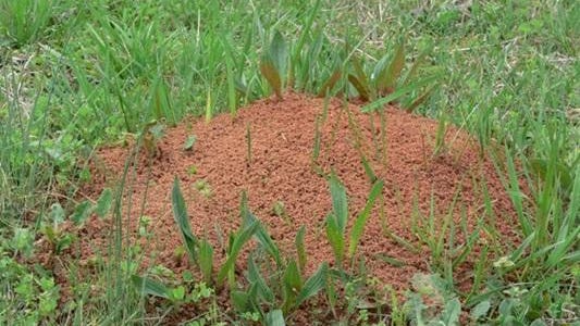 With patience and correct application of pesticides, you can manage fire ants. Do not treat mounds until the soil temperature is 55 degrees or above, so that ants are actively foraging.