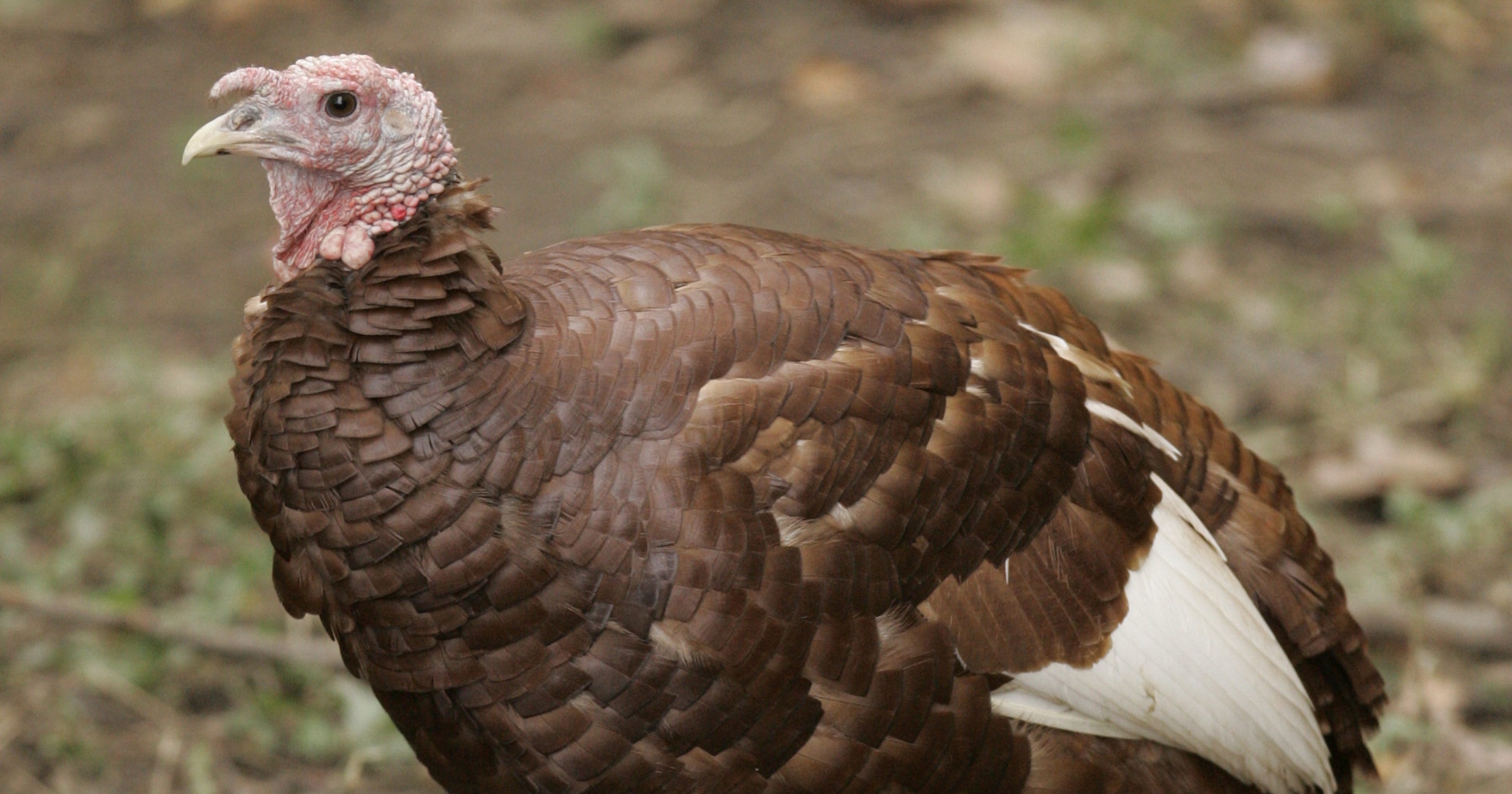 Where to buy a local turkey for Thanksgiving