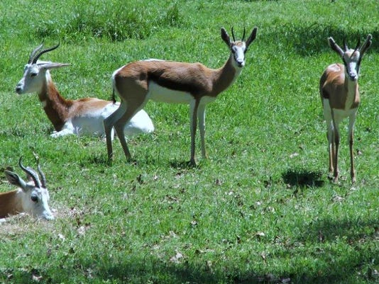 feral dogs kill three animals at the jackson ms zoo