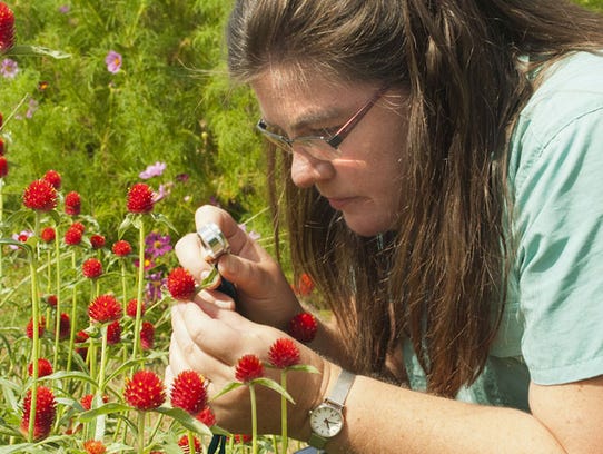 Lena Struwe, director of the Chrysler Herbarium at