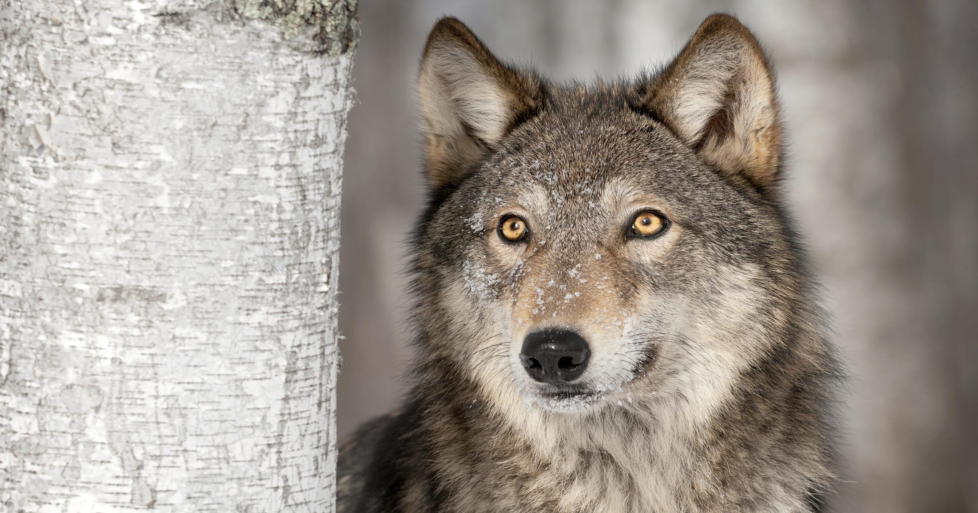 Scientists to feds: Great Lakes gray wolves aren't endangered species