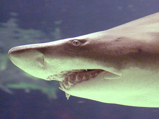 Did Shark Ram Man Off Bodyboard At Lbi Beach I Saw The Fin