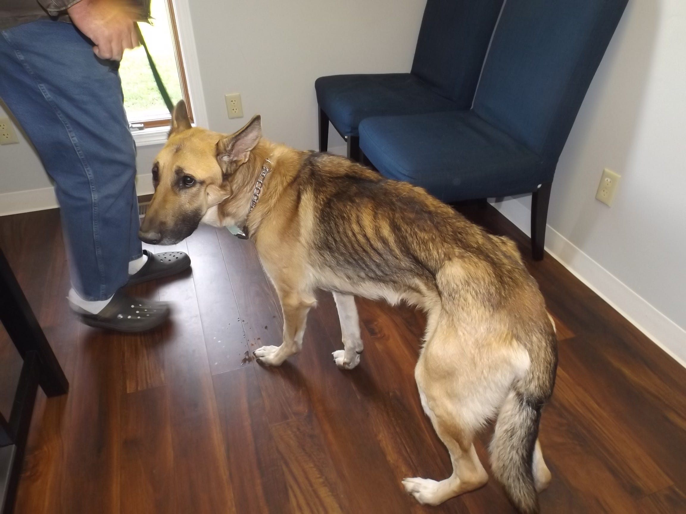 skinny german shepherd puppy