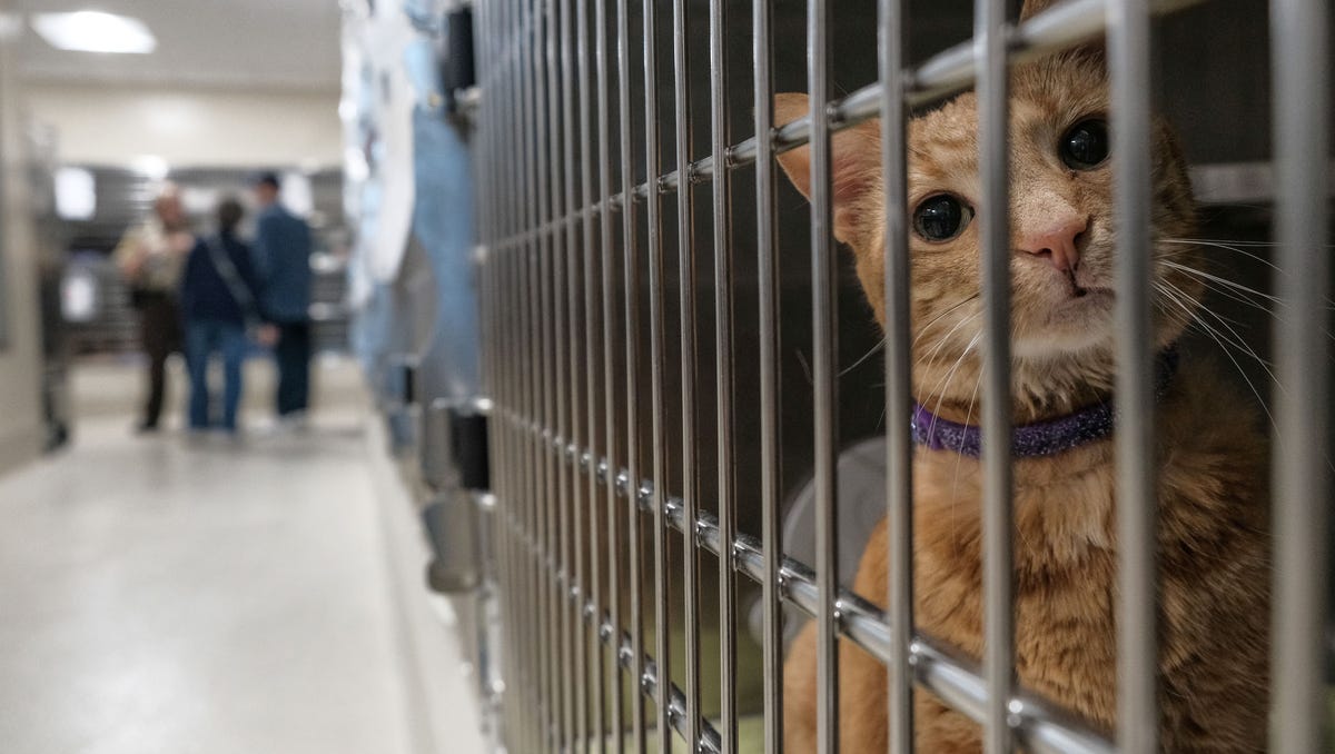 Michigan Is A No Kill State What That Actually Means For Shelters