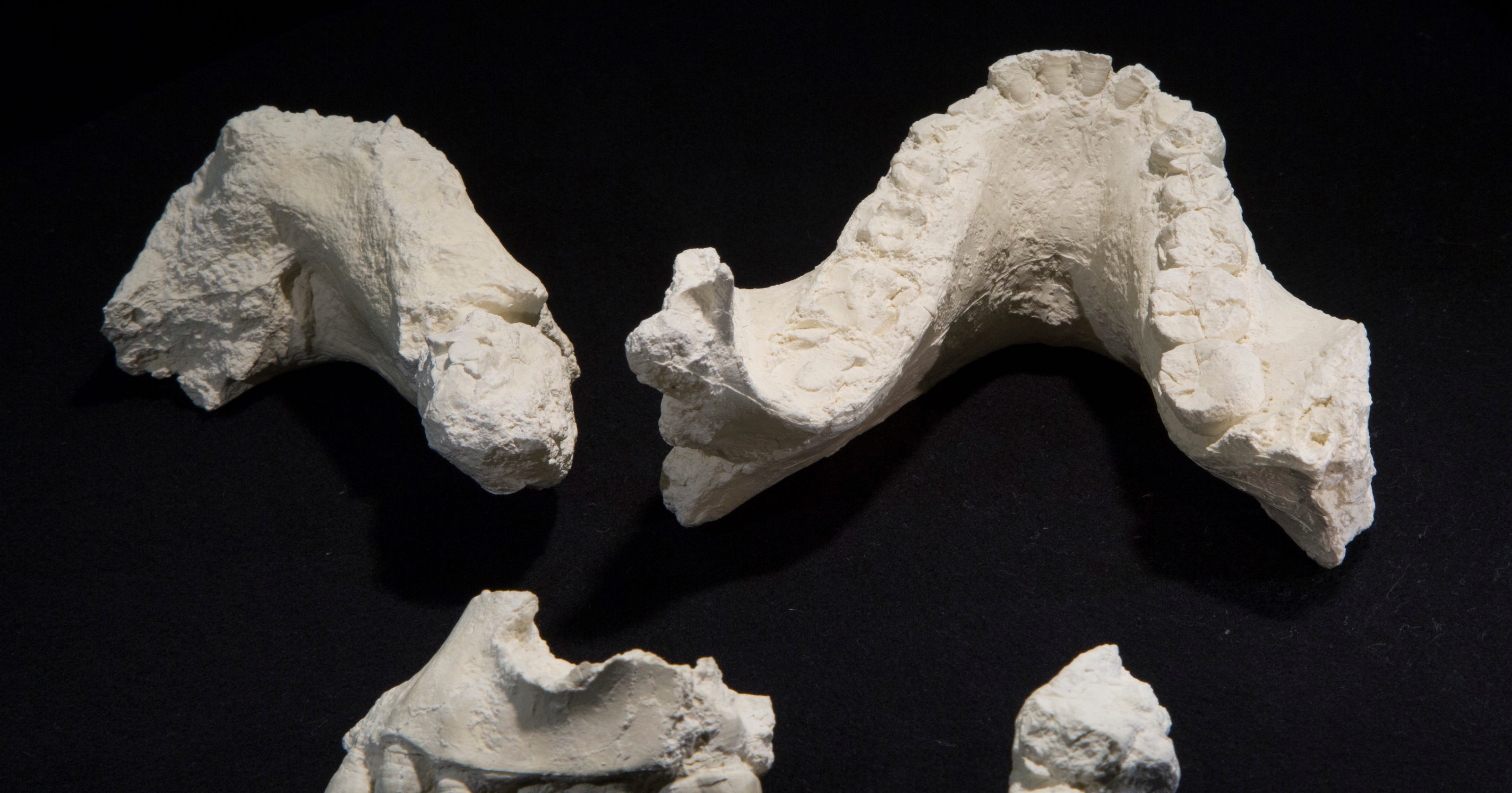 Fossils of new early human species found in Africa