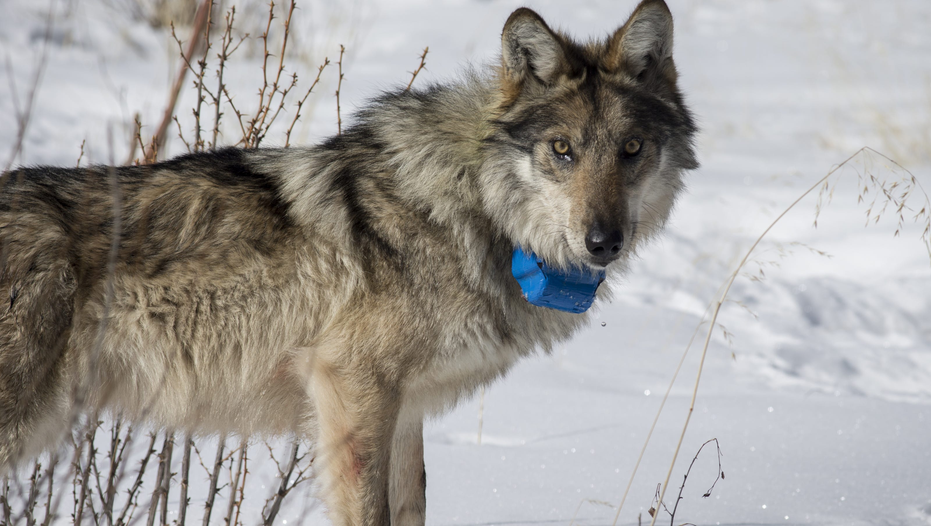 After rising to record 110 Mexican wolves, endangered animals dropped to 97