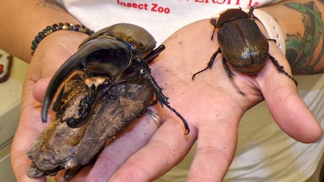 Hercules beetles are featured at the ISU Insect Zoo. Native to the rainforests of Central America, South America and the Lesser Antilles, males (left) have horns and females (right) are much smaller. Photo by Sara Jordan-Heintz