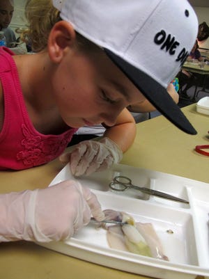 Eight-year-old Ava Ainge pokes and prods at a female squid.