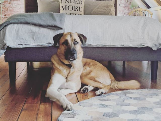 Why you should allow dogs at your Airbnb