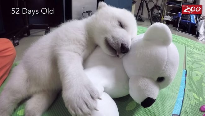 Can I cuddle a polar bear?