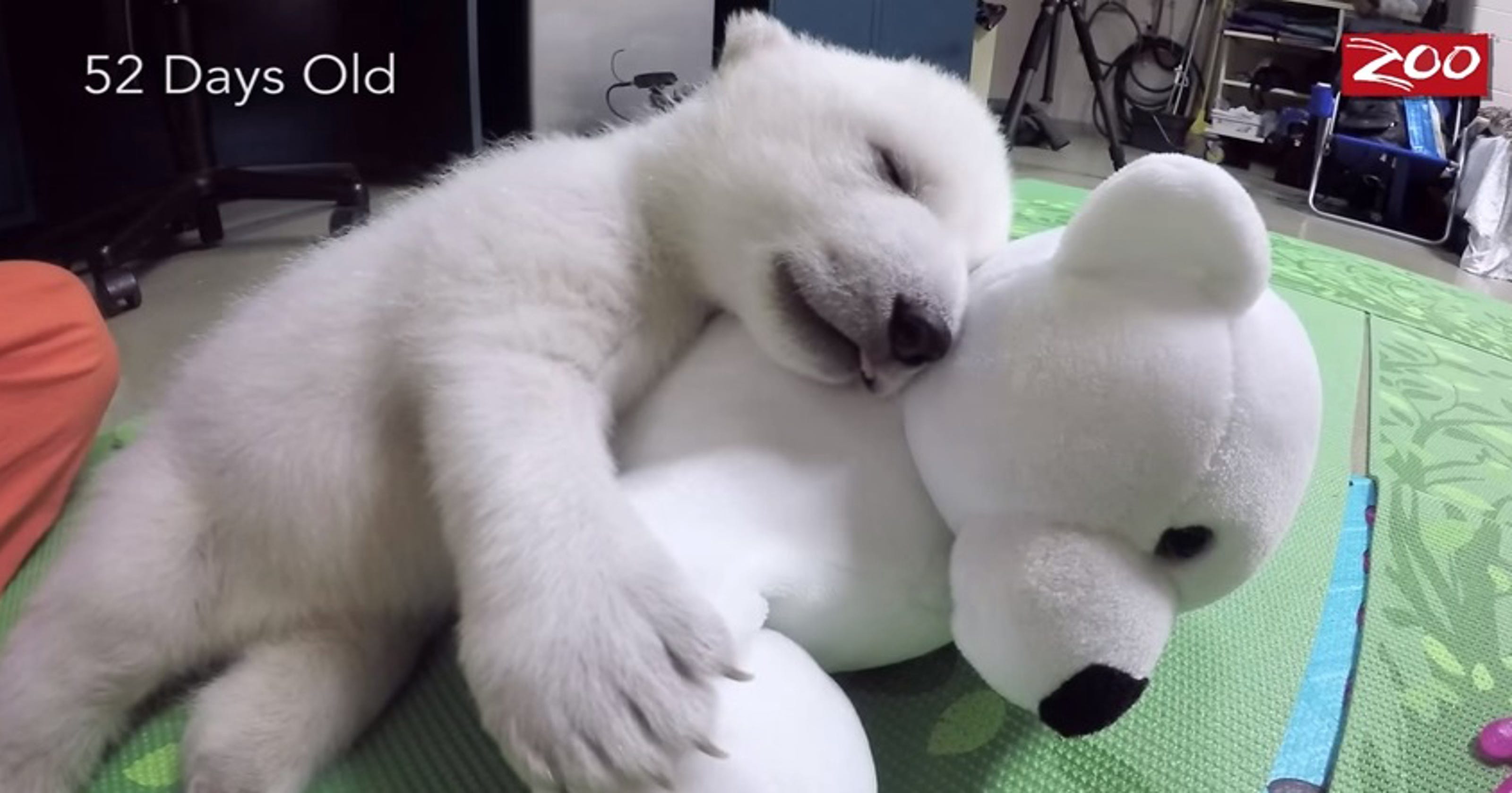 soft cuddly bears
