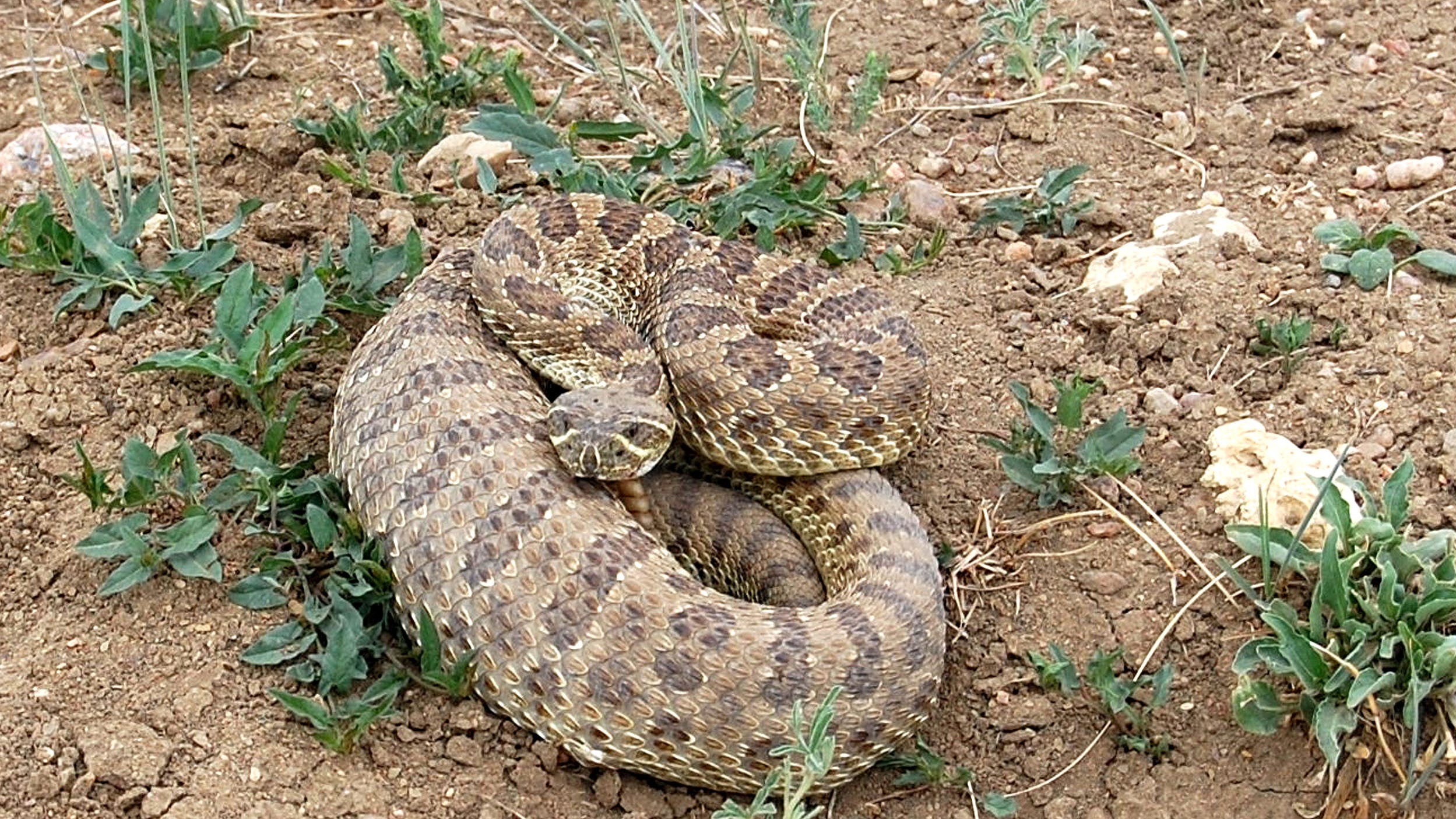 Rattlesnake bites rare in Northern Colorado
