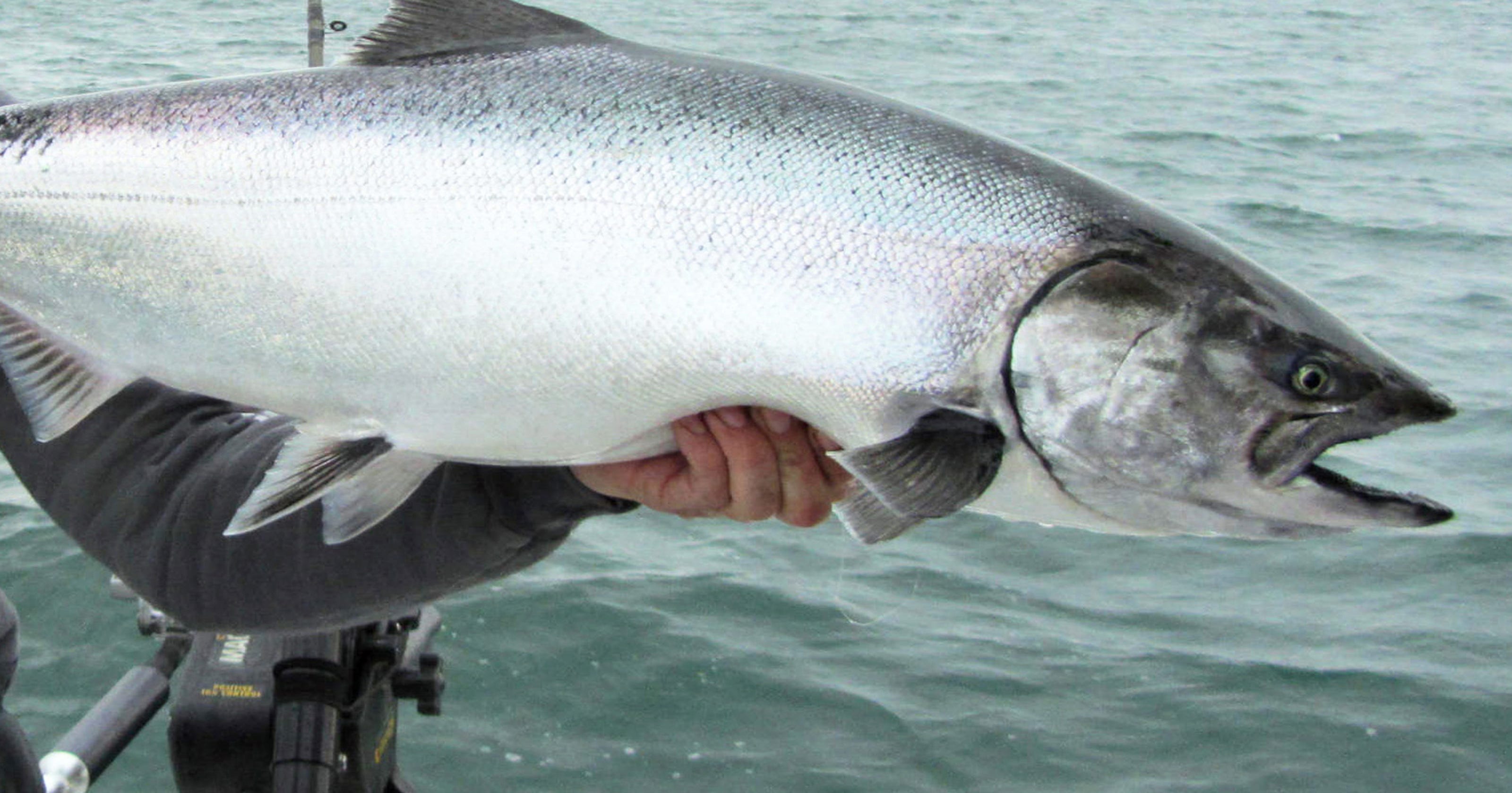 what is the best time to fish for salmon