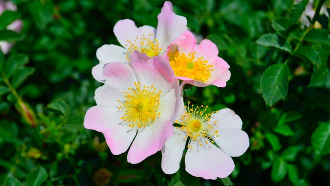 Commonly associated with the Trail of Tears, which represents the forced relocation of Native Americans, the Cherokee rose is also the state flower of Georgia.