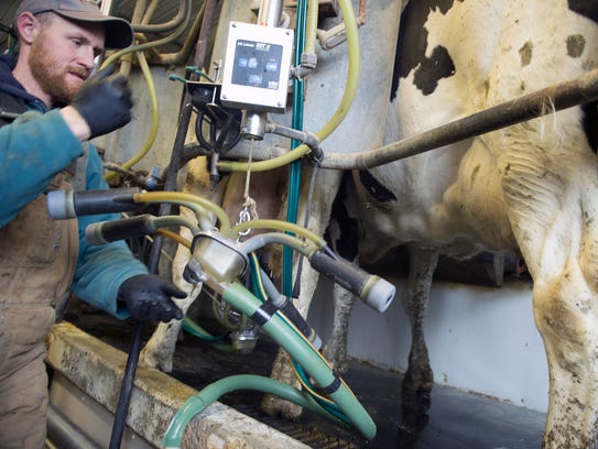 Dairyman Jason Martin milks cows in his Waynesboro