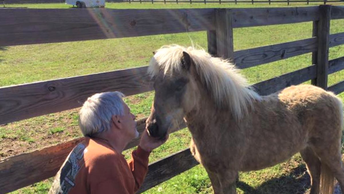 Loudon Family Rescues Mini Horses And Donkeys From Abuse Slaughter See more of furry horses on facebook. loudon family rescues mini horses and