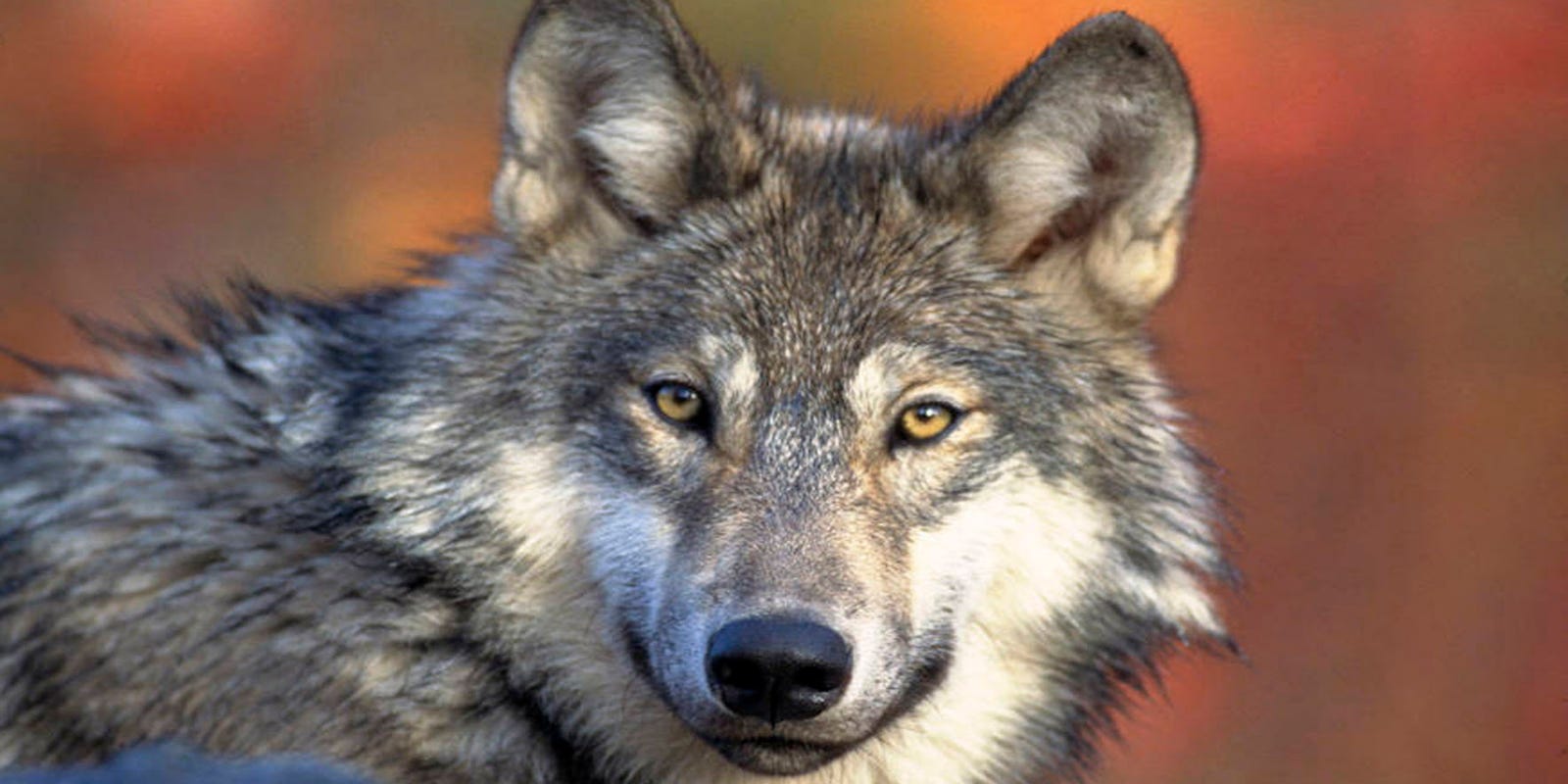 Wolf Poaching Bill Deserves To Be Buried