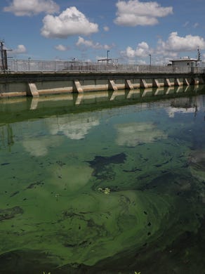 algae caloosahatchee myers