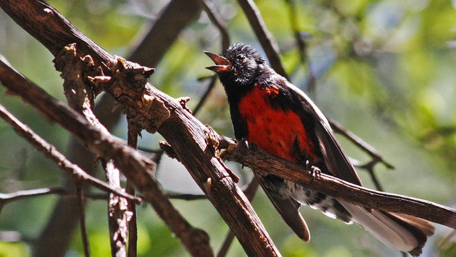 More than 170 species of birds have been seen in Ramsey Canyon, including the painted redstart.