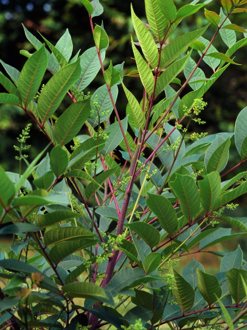 Here's how you can identify and control poison ivy, oak and sumac in