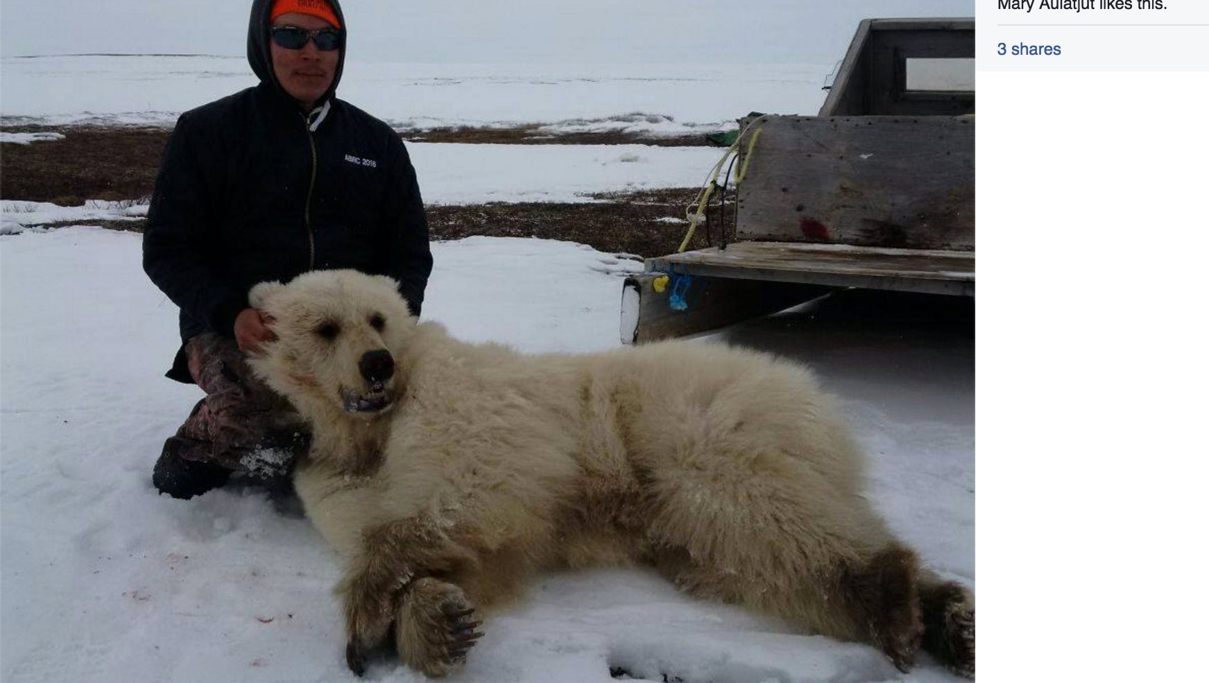 Indrømme Frugtgrøntsager Manners Grizzly-polar bear hybrid believed killed in Canada
