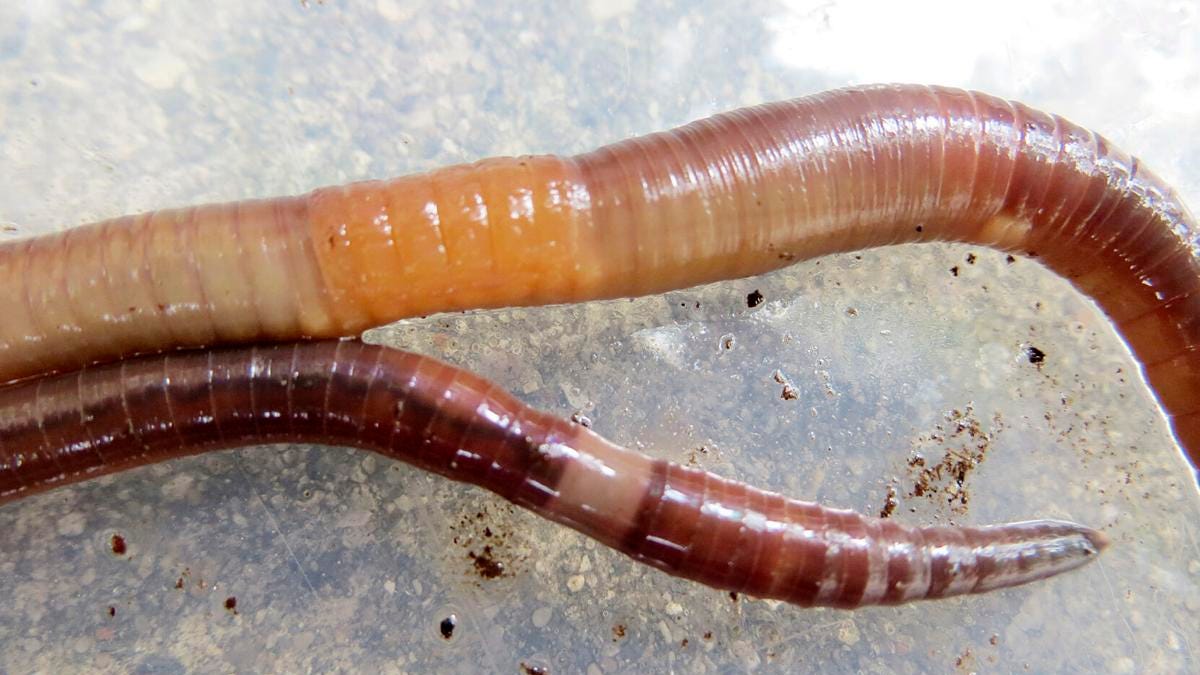 Jumpers versus nightcrawlers Know which worms are in your garden