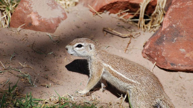 Keeping A New Generation Of Rodents Off Your Desert Garden