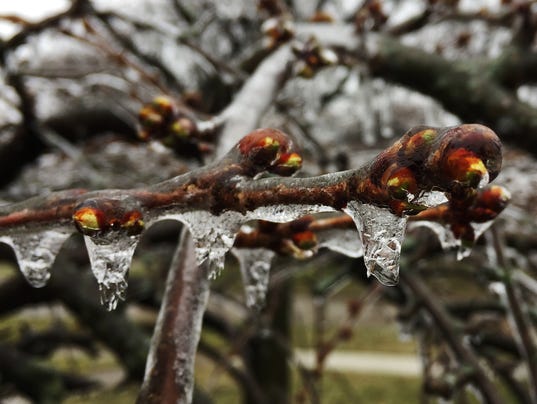 636597460576205903-Ice-Tree.jpg