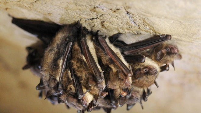 A cluster of little brown bats hibernates in New Mammoth Cave near LaFollette, Tenn.
