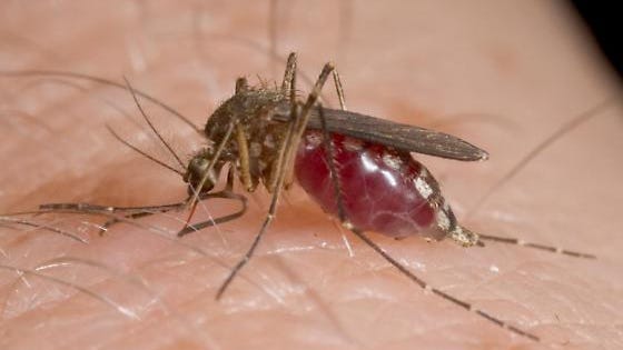 
Aedes vexans, the floodwater mosquito

