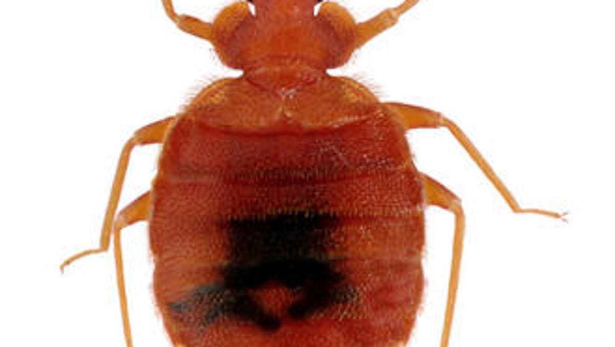 Arizona Law Outlines Bed Bug Protocol