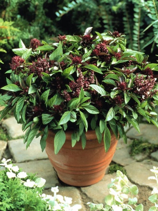 Brown spots on basil may mean sunburn