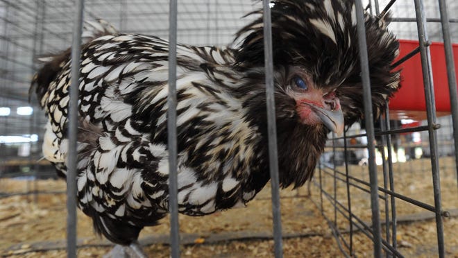 View of a Polish chicken in her pen during the last day of the Delaware State Fair in Harrington.
