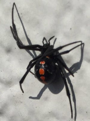spiders evansville recluse juvenile neither frequency venomous ranes