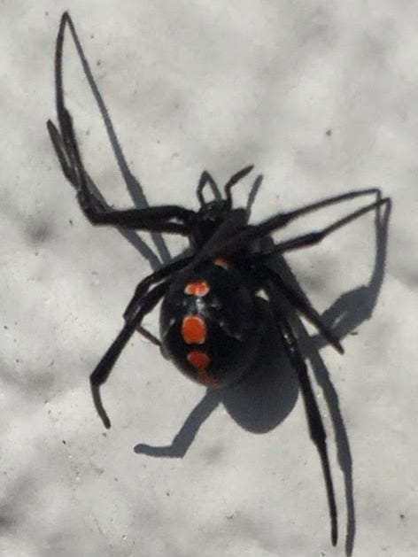 Don T Like All This Heat And Rain Neither Do Black Widow Spiders Don T Like All This Heat And Rain Neither Do Black Widow Spiders