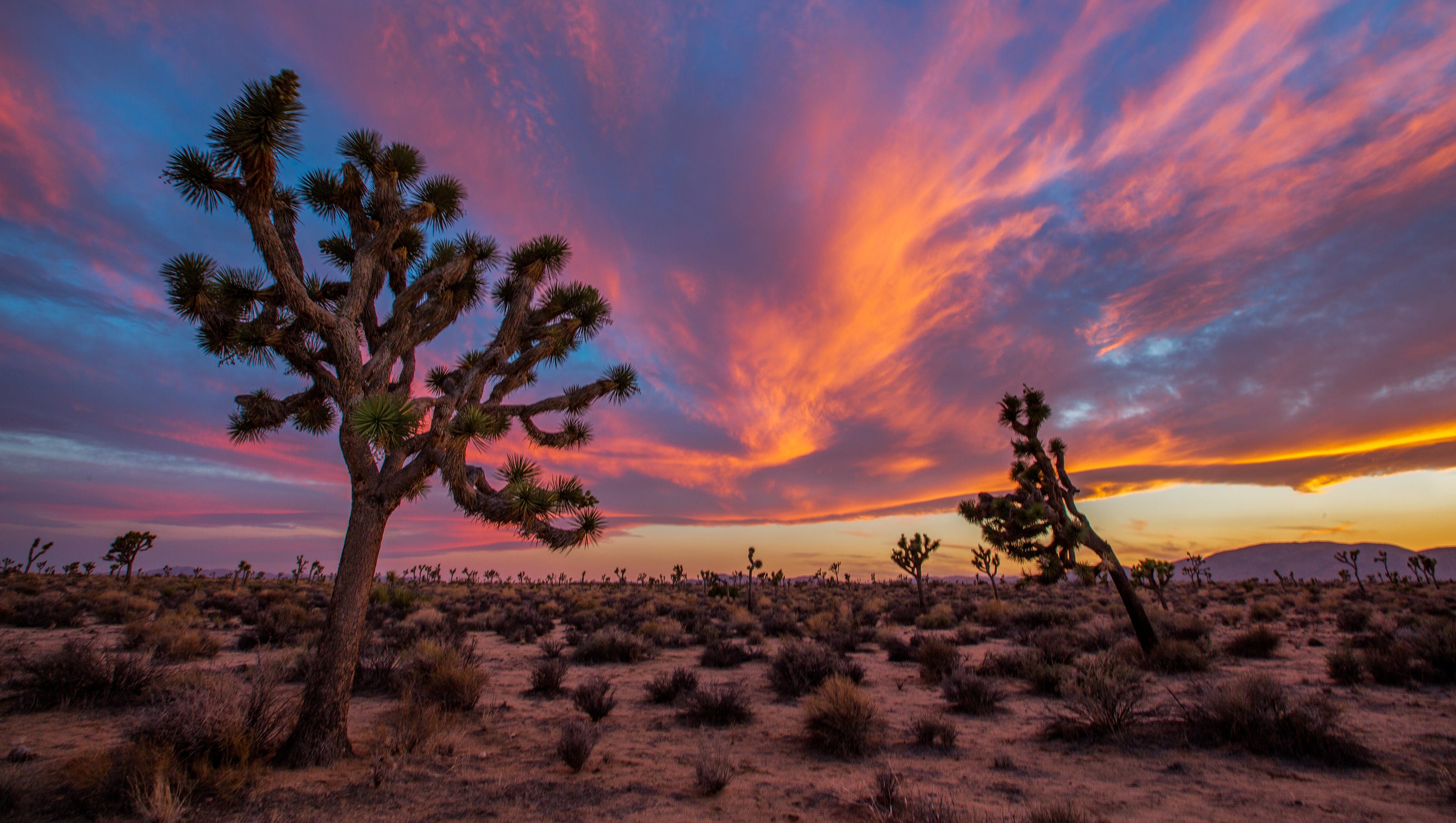 Joshua Tree National Park is a desert oasis