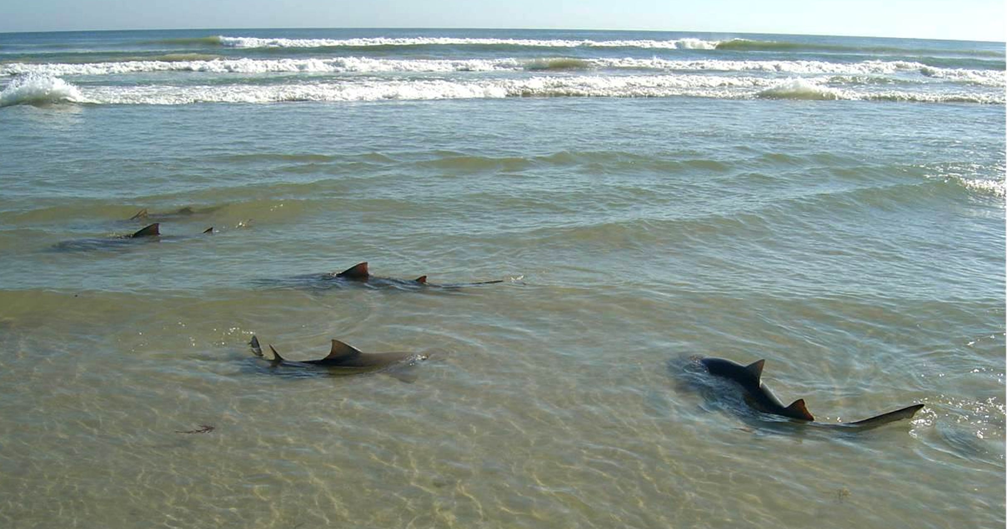 Florida coast prime spot for sharks