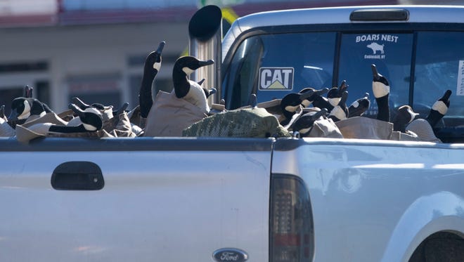 Canada geese decoys are transported in a pickup truck Nov. 7, 2016, in Cobleskill, N.Y.