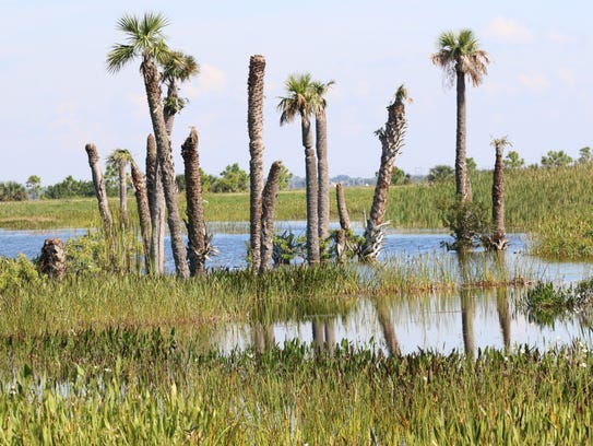 Sewage and birds galore converge at wetlands