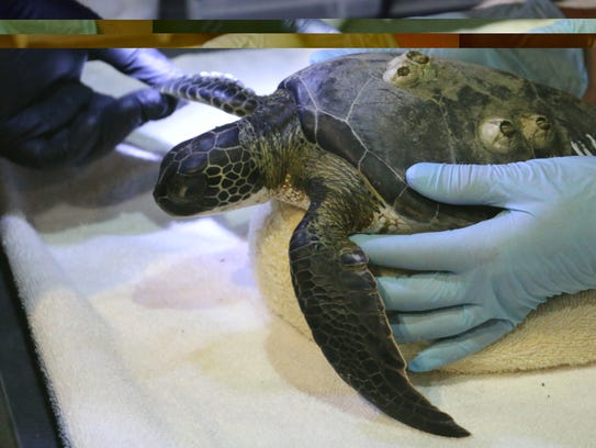 Hundreds Of Sea Turtles Cold Stunned By Frigid