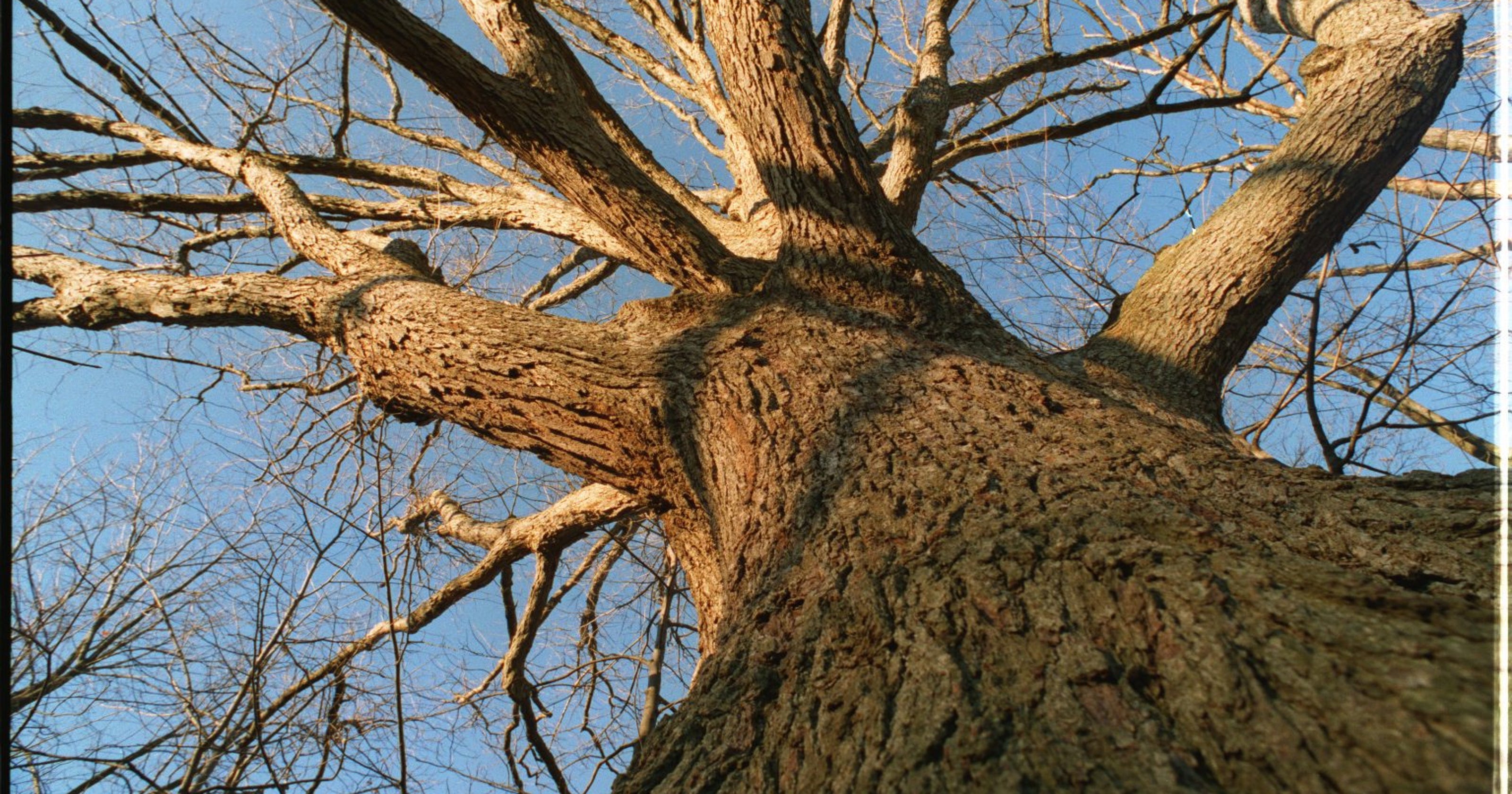 Oak wilt's spread threatens Michigan trees