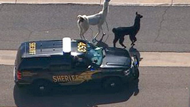 FILE - In this image taken from video and provided by abc15.com on Feb. 26, 2015, a Maricopa County Sheriff's vehicle tries to herd two quick-footed llamas as they dash in and out of traffic before they were captured in Sun City, Ariz. The llamas that became a social media sensation running around the Phoenix suburb last month are saying goodbye to the spotlight. Owners Bub Bullis and Karen Freund say Kahkneeta and Laney, whose televised dash mesmerized the Internet and Sun City residents, will likely be making their last public appearance Saturday, March 28 at a Phoenix race track. (AP Photo/abc15.com) MANDATORY CREDIT.