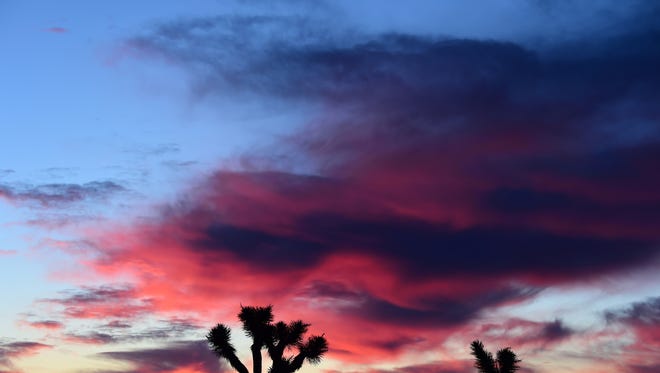 Clouds illuminated by the pre-dawn sun frame Joshua Trees in Pioneertown, California.