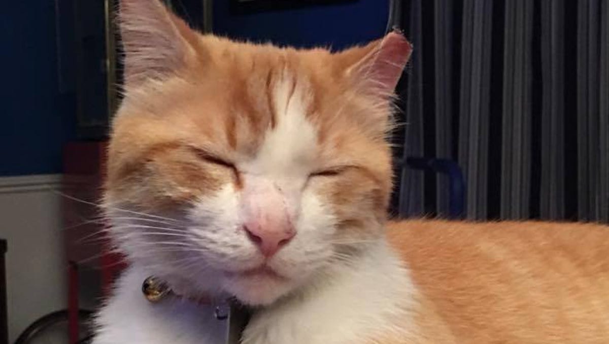 Meet Pirate Cat The Monon S Most Hornswaggling Pillager