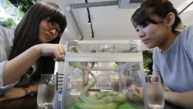 In this Sept. 30, 2016 photo, Sana Kikuchi, left, and Izumi Horiguchi, right, look at a snake in a container while having a drink at Tokyo’s Snake Center, in Tokyo. Cat cafes where customers sip lattes while petting resident kitties are just opening their doors around the U.S. and Europe. But in Asia, where the first one opened more than a decade ago, the concept has moved well beyond felines. At Tokyo’s Snake Center, visitors pay 1,100 yen (about $11) for a cup of coffee and a slithery friend to wind around their arm; a plate of curry bread snacks or a really big snake costs extra. (AP Photo/Eugene Hoshiko)
