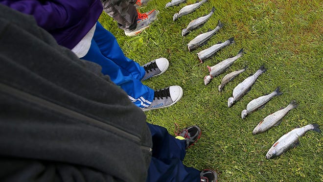 The catch of the day is on display in the grass at the 68th Annual Kids Fishing Day on Saturday, April 23, 2016. 